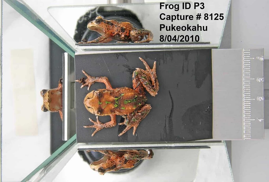 Manually labelled photos of an Archey's frog