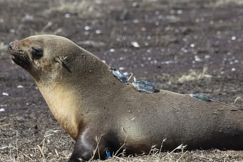 Monitoring seals behaviour with accelerometers