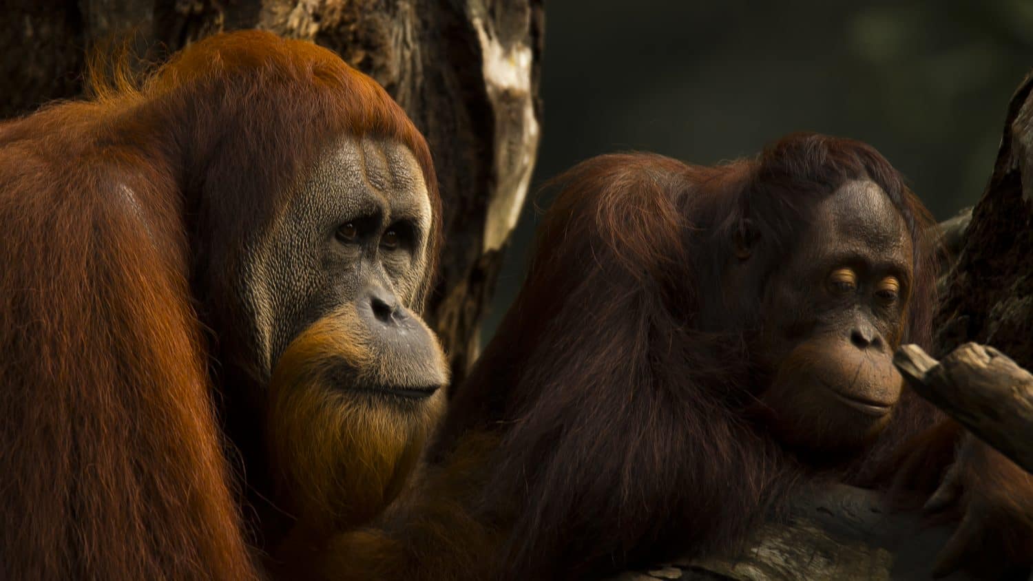 Photograph of an Orangutan couple at the Singapore Zoo