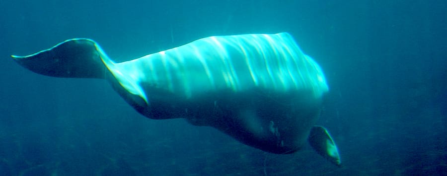 Underwater photo of a beluga whale