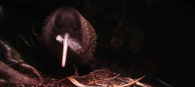 Photograph of a kiwi carrying a feather