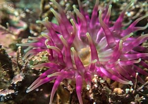 Dahlia anemone. Photo by Emil Burman.