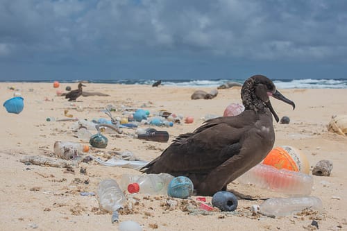 Detecting plastic litter in natural environments