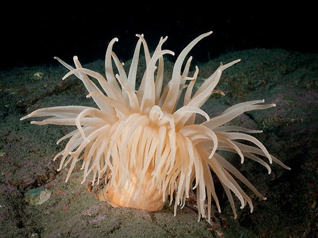Deeplet sea anemone by Karen Telnes