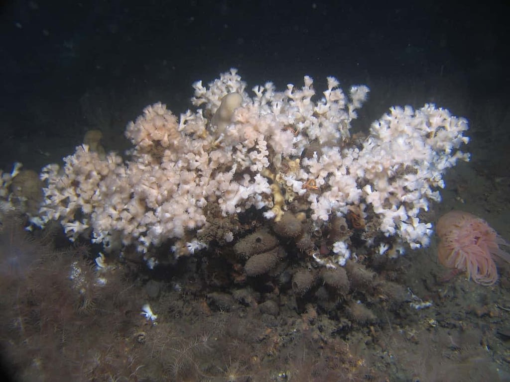 Photo of cold water coral (Desmophyllum pertusum)