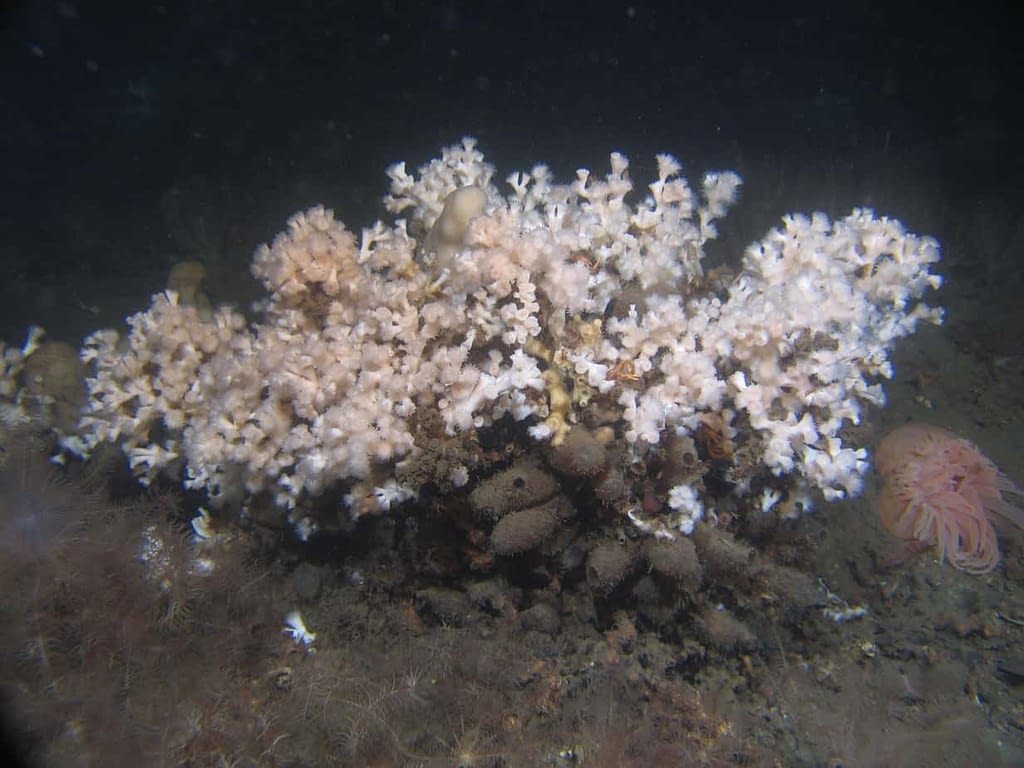 Desmophyllum pertusumTomas Lundälv and Lisbeth Jonsson Photo of cold water coral (Desmophyllum pertusum)