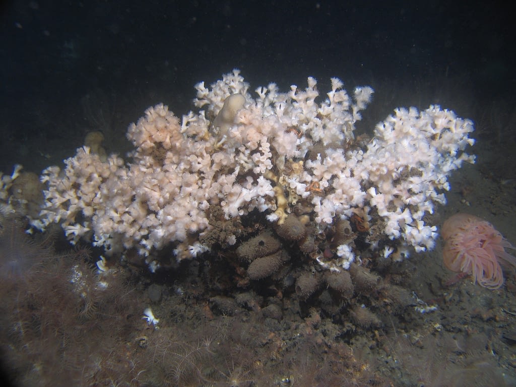 Desmophyllum pertusumTomas Lundälv and Lisbeth Jonsson Photo of cold water coral (Desmophyllum pertusum)