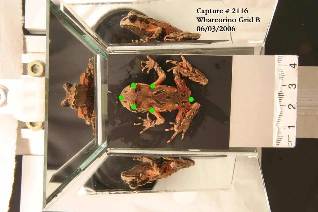Image of Archey’s frog with the six landmarks labelled in green.