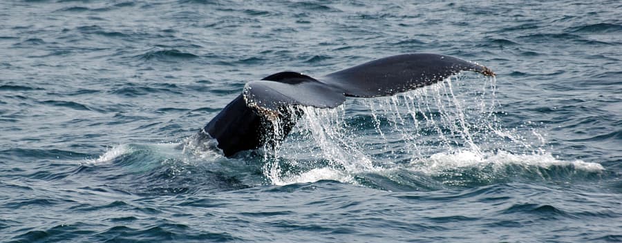 Whale lifting its fluke (tail) out of the water before diving into the ocean.