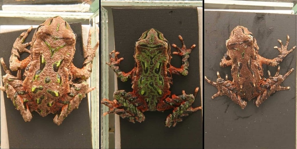 Three different Archey's frogs