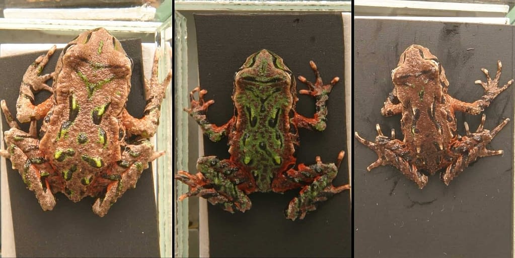 Three different Archey’s frogs Three different Archey's frogs