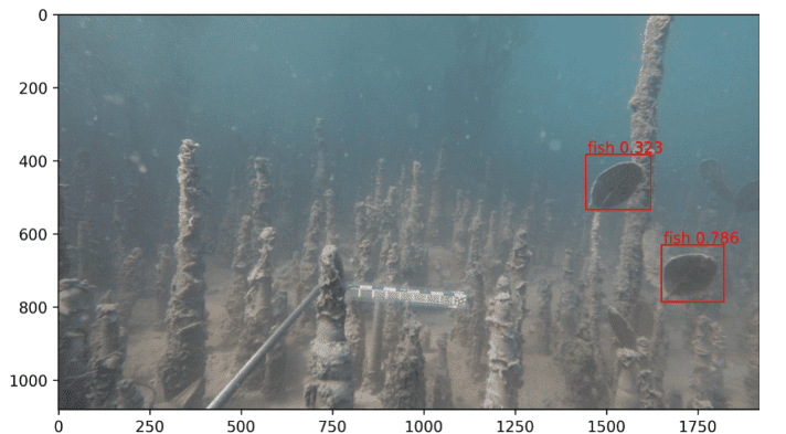 Example of a model identifying fish in underwater footage