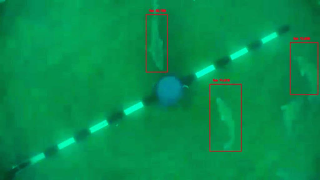 Example of the fish automatic identification of baited underwater video. Example of the fish automatic identification of baited underwater video.