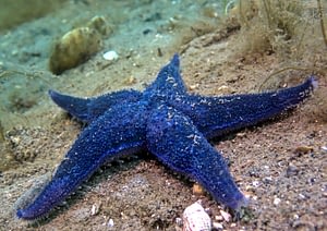Photo of a sugar starfish on the seafloor. Photo by Emil Burman.