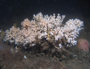 Cold water coral. Photo by Emil Burman.