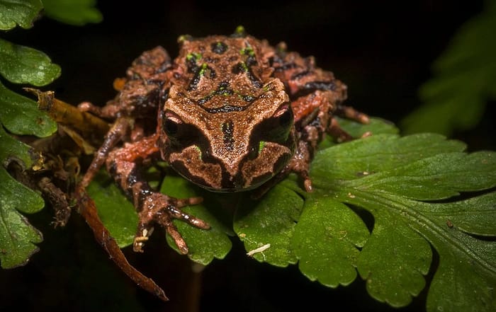 Archey's frog on fern. Photo by James Reardon.